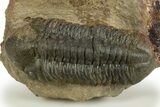 Detailed Reedops Trilobite - Atchana, Morocco #310245-1